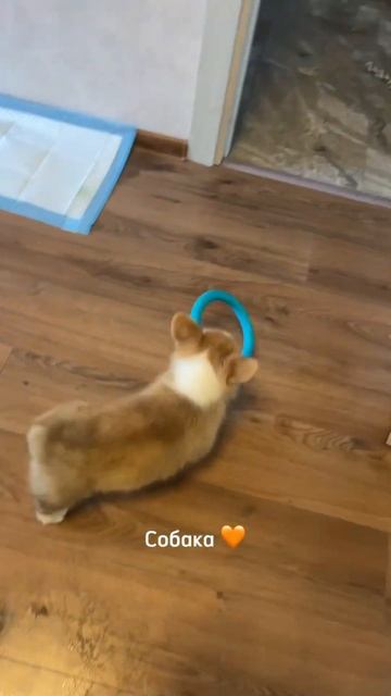 Жизнь с Коржом приобрела новые краски