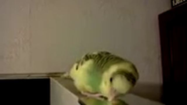 мой.попугай.арик мой