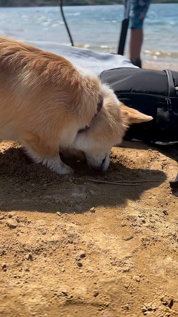 Любишь собак? Тебе точно к нам! #корги #corgi #собака #corgishorts #tiktok #смешныевидео #corgidog