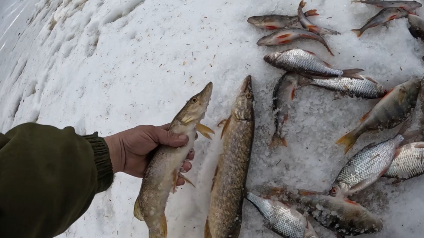 Зимняя рыбалка! Последний лёд! Щука, окунь, сорога...