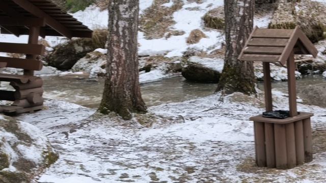 БЕЛОКУРИХА, ЧЕРЕПАХА