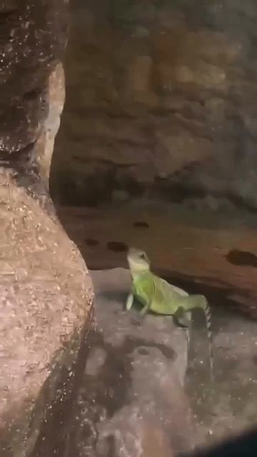 В Малайзии заметили самую милую игуану, которая машет лапкой всем посетителям