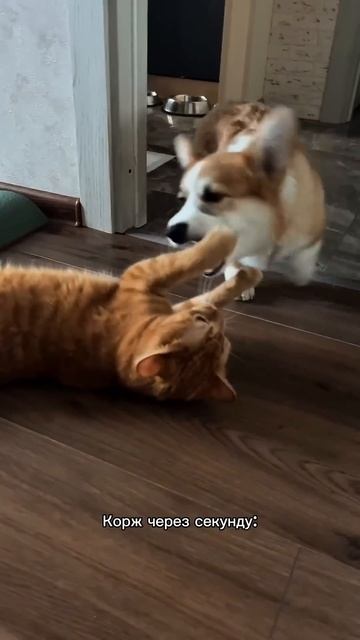 Один лайк = одно поглаживание #корги #corgi #смешныевидео #поведение #tiktok #shorts #шортс