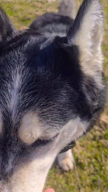 Хаски Дик непослушное животное)