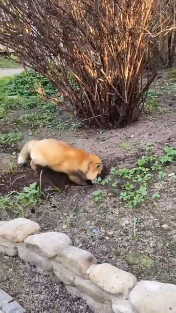 Video_2026-02-20_01-52-19