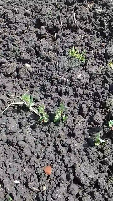 Взошел снеп горох