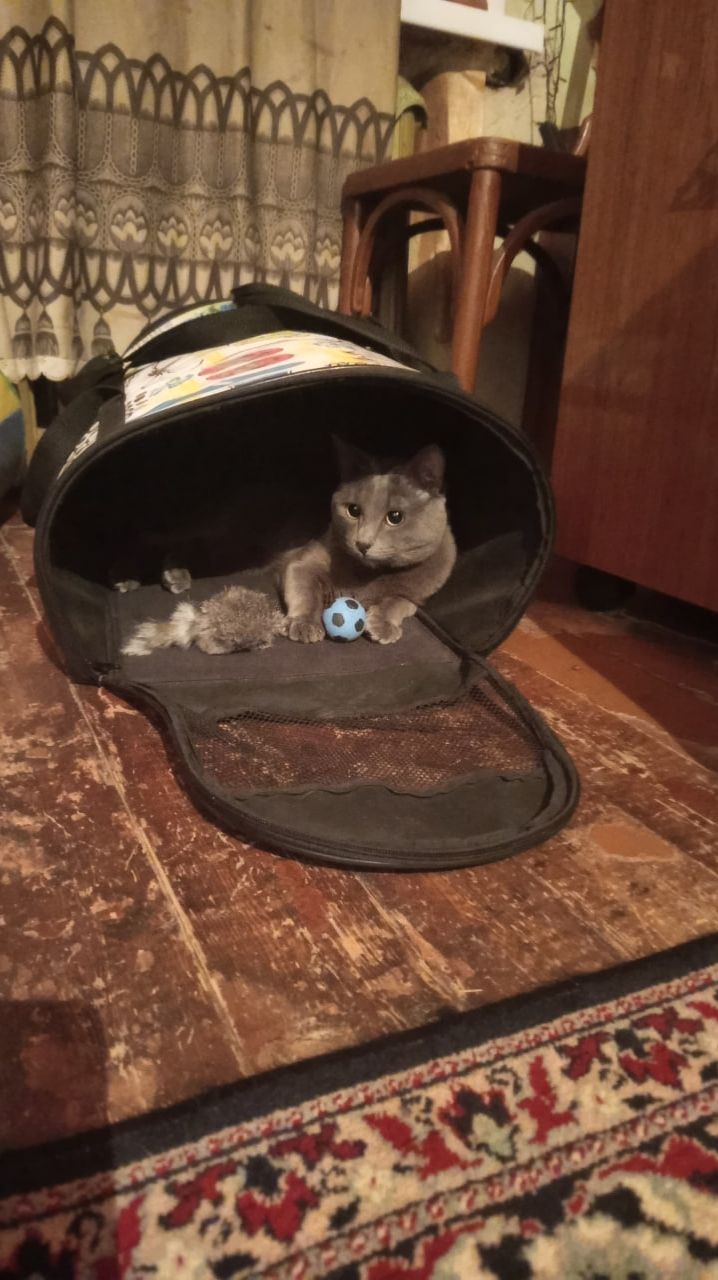 Кот Атос - голкипер! #shorts #котатос #коты #атос #котголкипер