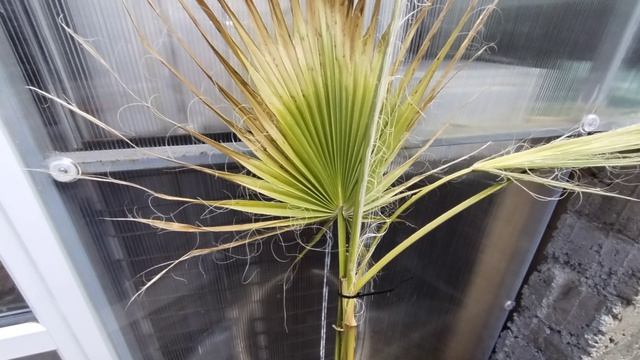 Весенний обзор пальм и растений