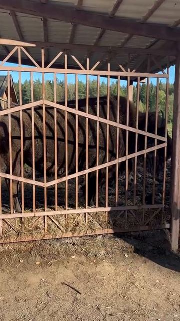 В легендарном Зубровнике