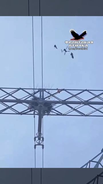 Сороки разобрались с назойливым дроном