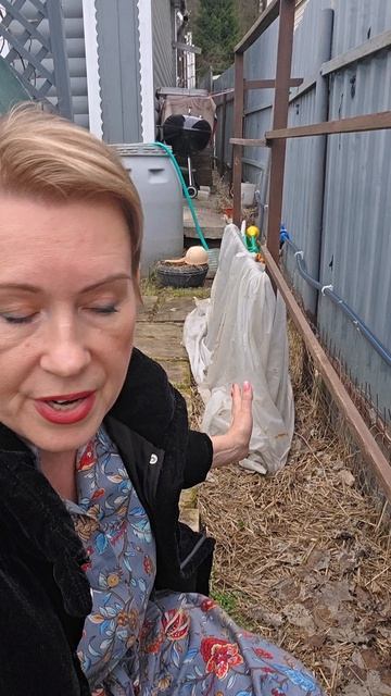 Урожай малины будет на месяц раньше!  Делюсь своим положительным опытом