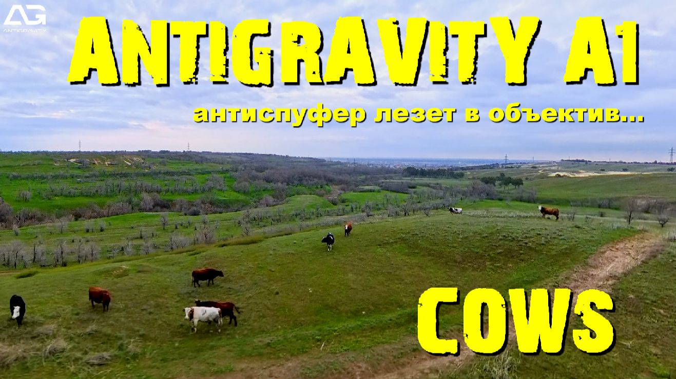 ANTIGRAVITY A1 и коровки...
