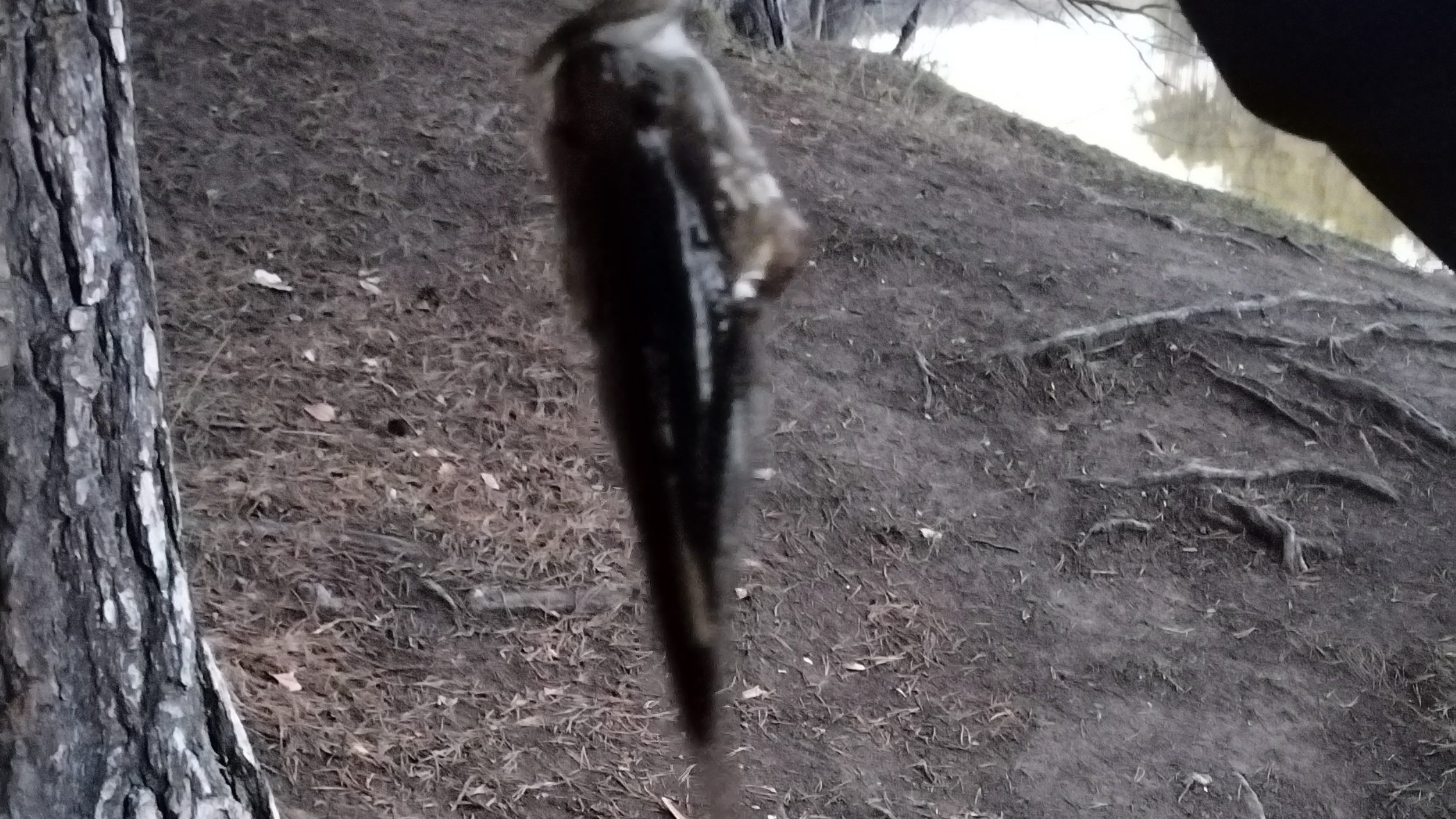 Ловим ротанов