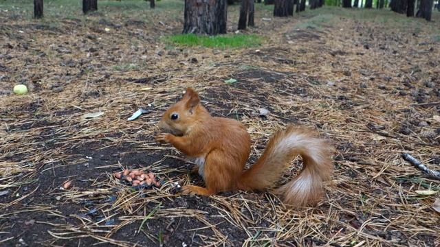 Пришли белочек покормить