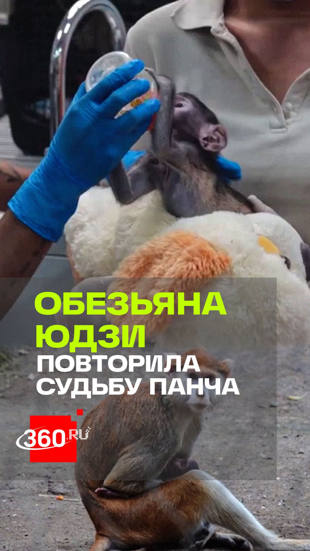 «Новый Панч»: детеныш обезьяны из Мексики стал звездой соцсетей