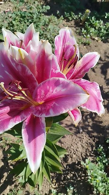 Лилия ОТ гибрид Эль Капитан.