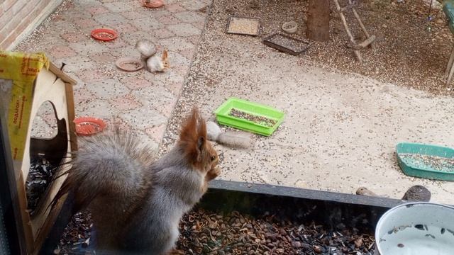 белочки Маруси