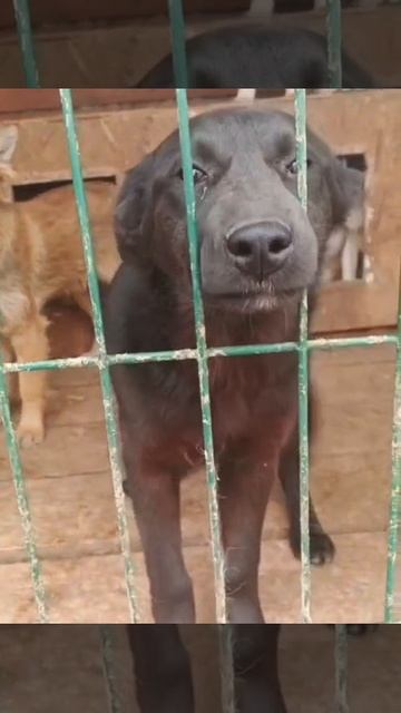 Совсем маленькие и беззащитные дети,попади в отлов.Они не могут о себе заботится.Что это значит?