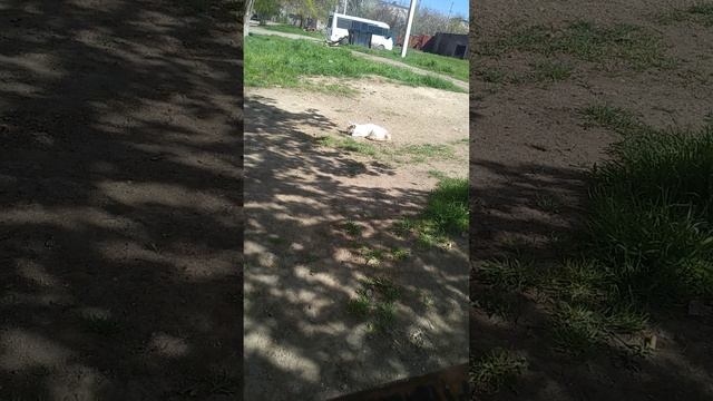 VID_20260417_143637.mp4