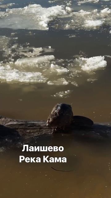 Бобер прихорашивается на Каме: милое видео из Лаишевского района