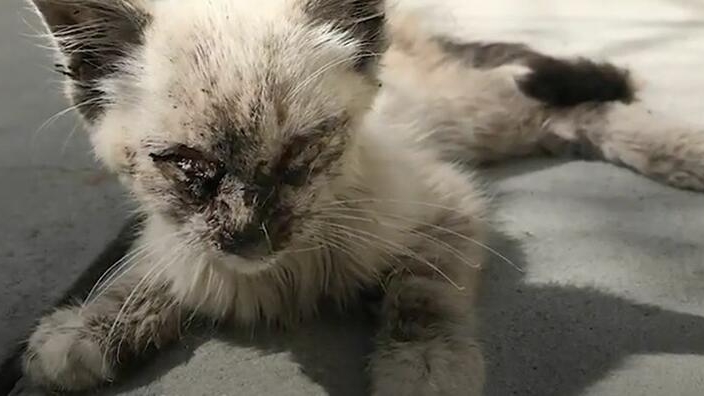 Девушка нашла на улице бездомного котёнка и не прошла мимо