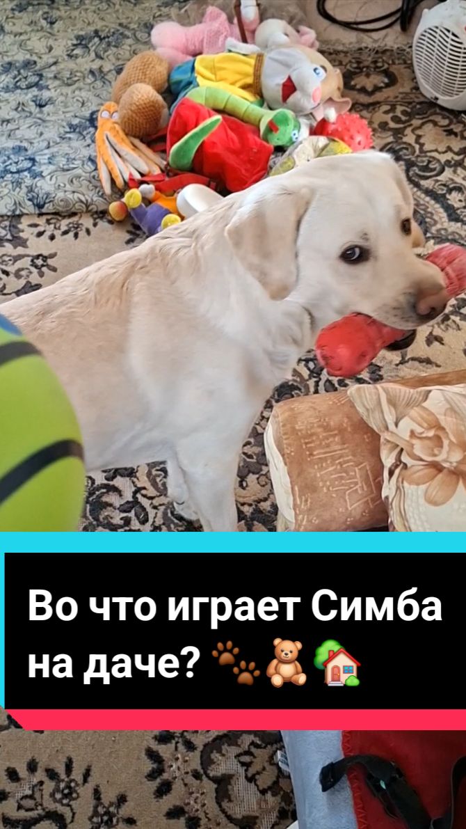 Во что играет Симба на даче? Симба, расскажи!🧸