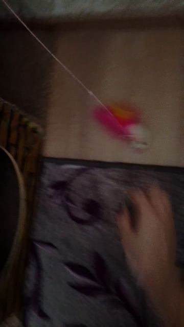 Какие же кошки милые, поднимают настроение людям