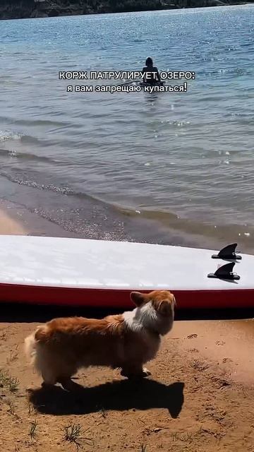 Следи за приключениями Коржа каждый день #корги #corgi #dogsoftiktok #shorts #повседневность