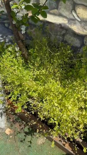 Яблоня цветет.