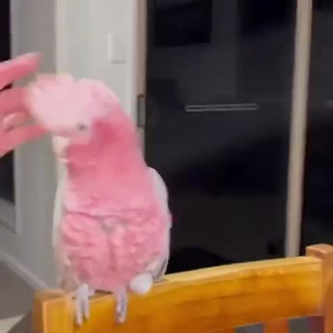 #животные #видео #Милые