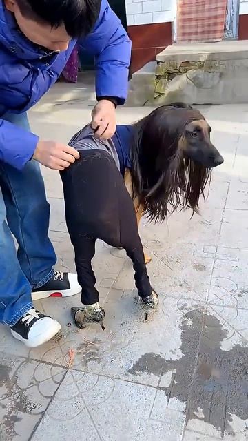 ПРИКОЛЫ С КОТИКАМИ !
СМЕШНЫЕ КОТЫ И КОШКИ 😾 2026 ! 
До слёз