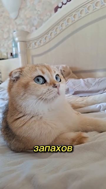 Я вас научу понимать кошачий язык за минуту! #cat #видосыоткота #веселыекоты