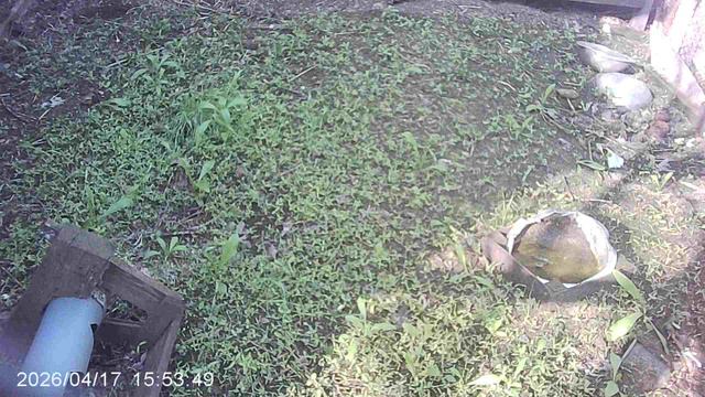 Обзор: Недавно тут жила наша ФАУНА, а теперь поселилась дикая ФЛОРА