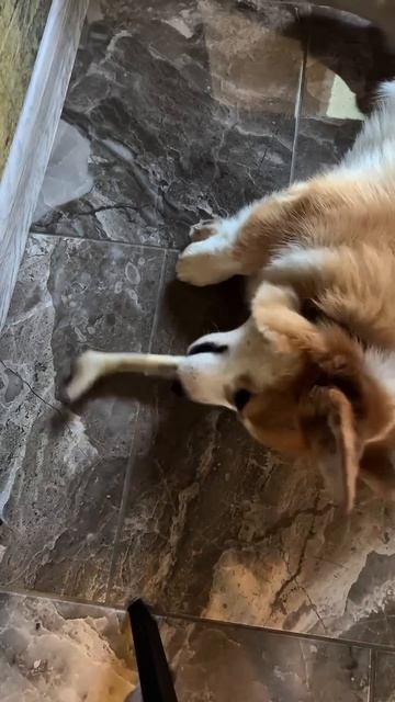 Подписка = ежедневная доза корги #корги #смешныеживотные #corgi #шортс #dogsoftiktok #shorts #tiktok