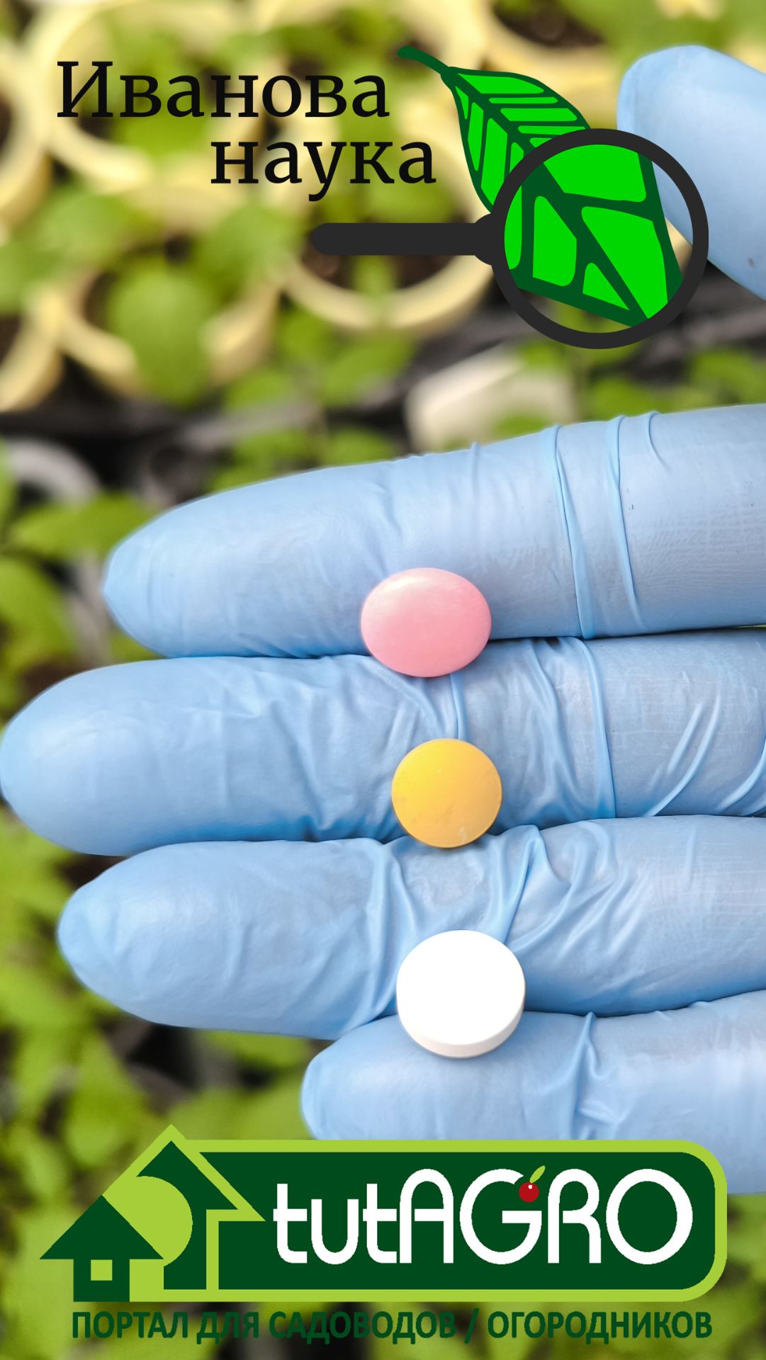 Рассада будет в шоке! 3 таблетки из аптеки вместо горы удобрений.