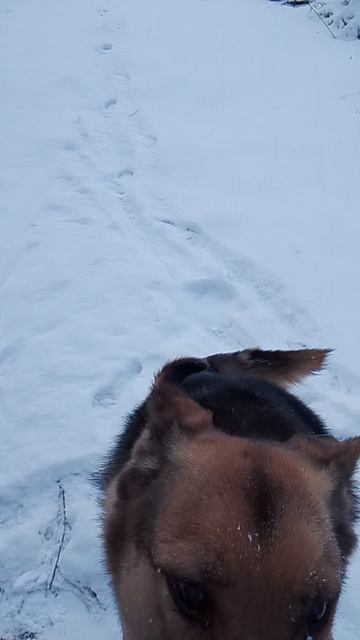 Гриша #ногинскийприют_гриша на прогулке. Ищет дом.