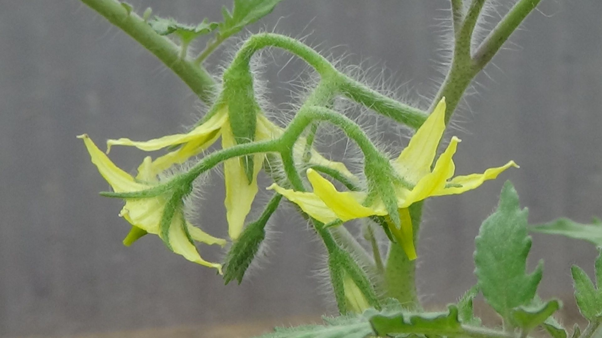 В первую очередь высадила и томат КОНФЕТЫ СЛАДКИЕ СОСУЛЬКИ. 16.04.2026.