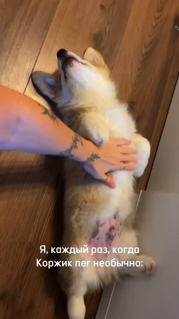 Коржик каждый день! Подписывайся