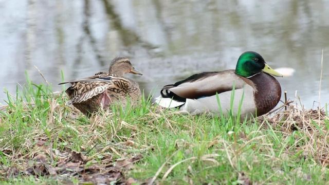Я за тобой по океану-видео Вадим Трофимов