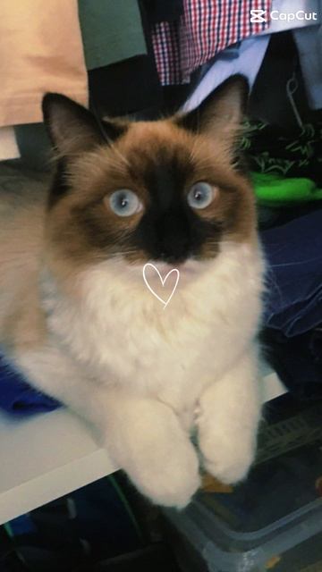 Happy Birthday My 🐈