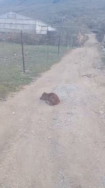 В Левашинском районе, в селе Ташкапур