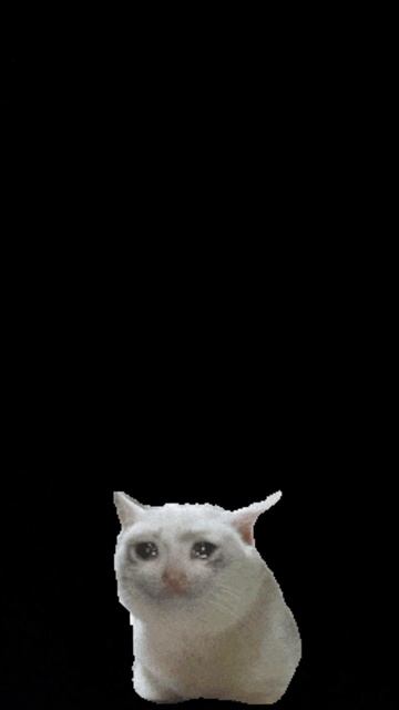 Эдит про котиков.