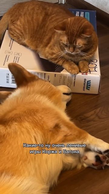 Если улыбнулась — не забудь подписаться  #корги #смешные  #funnydogs #corgi #поведение #shorts