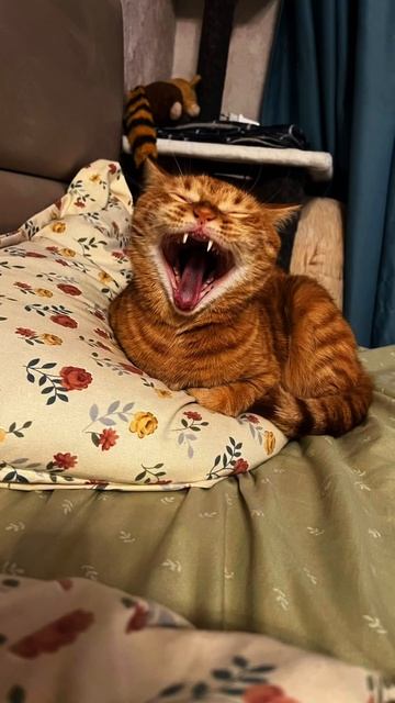 Рыжий хвостик каждый день! Переходи и смотри