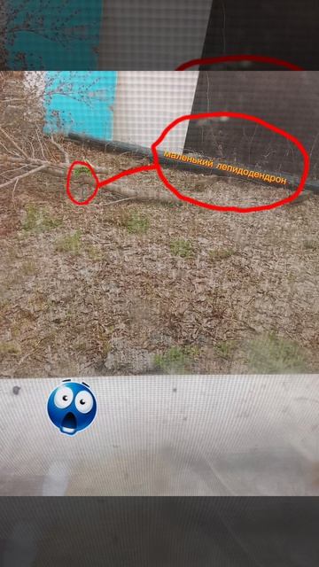 у меня во дворе маленький лепидодендрон