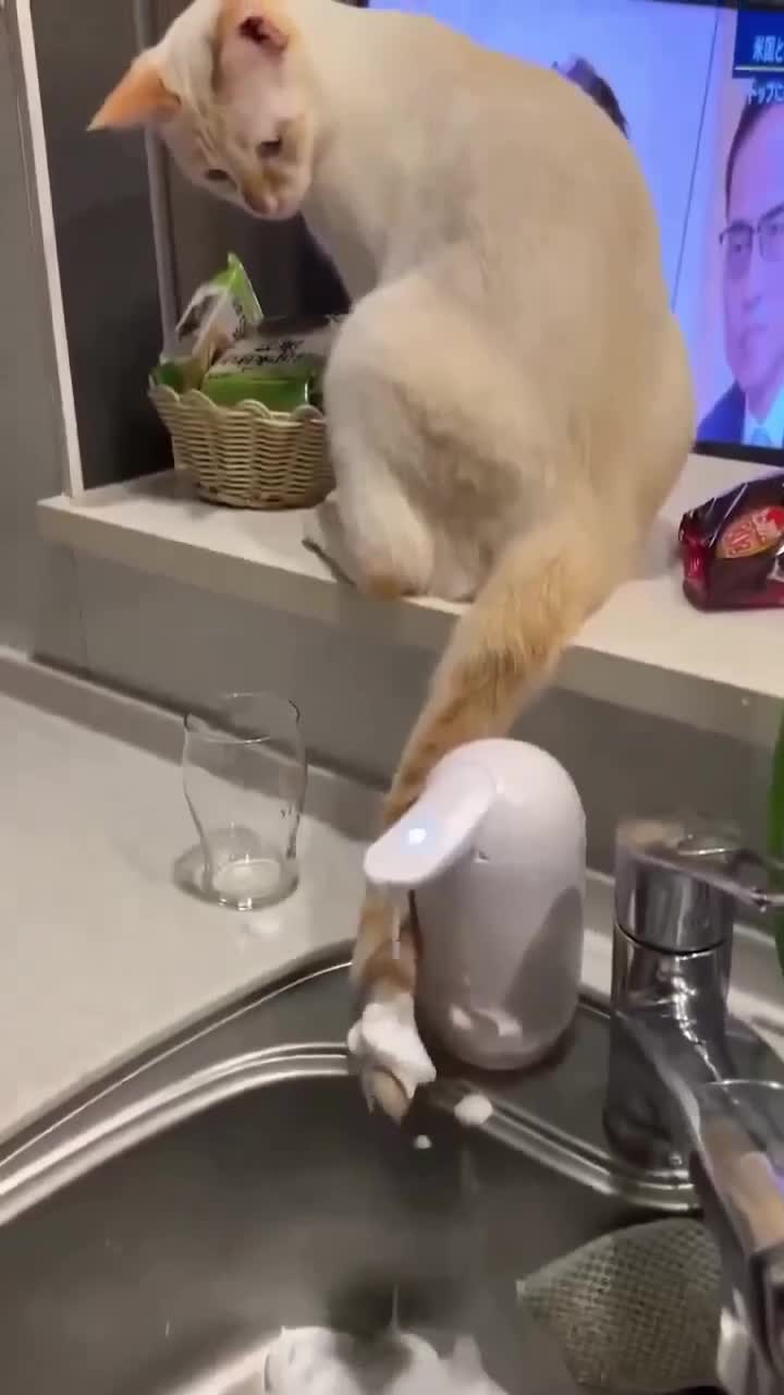 #видео #животные #Милые