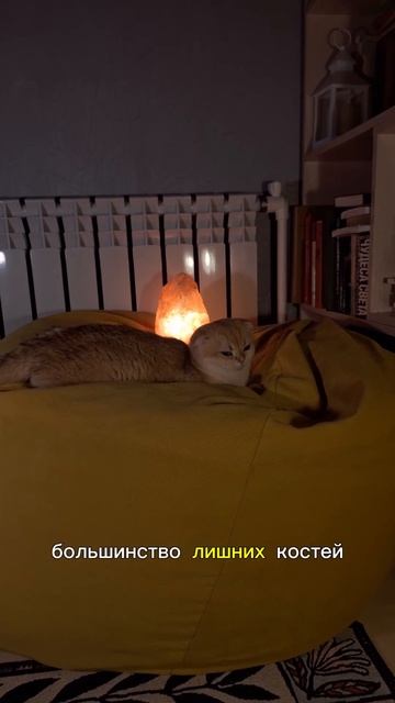 Кото-Факты день 8 (Часть 18)#cat #видосыоткота #Кото-Факты