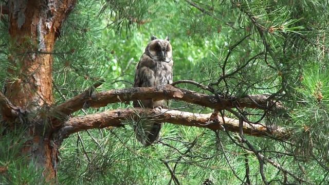 Ушастая сова