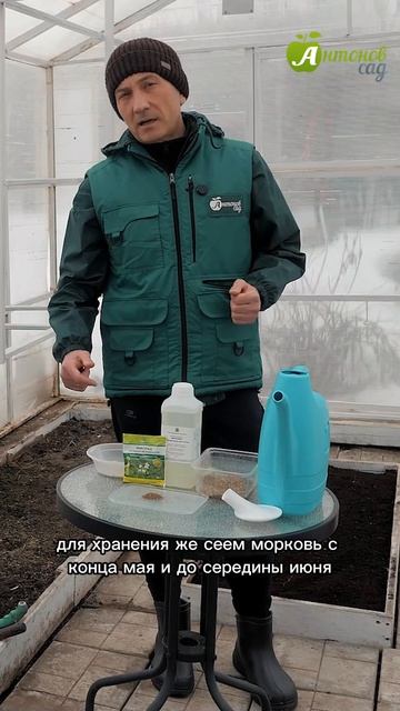 Сроки посева моркови