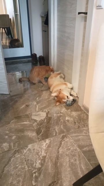 Вот она, булочная любовь. В блоге про жизнь с Батоном и Коржом